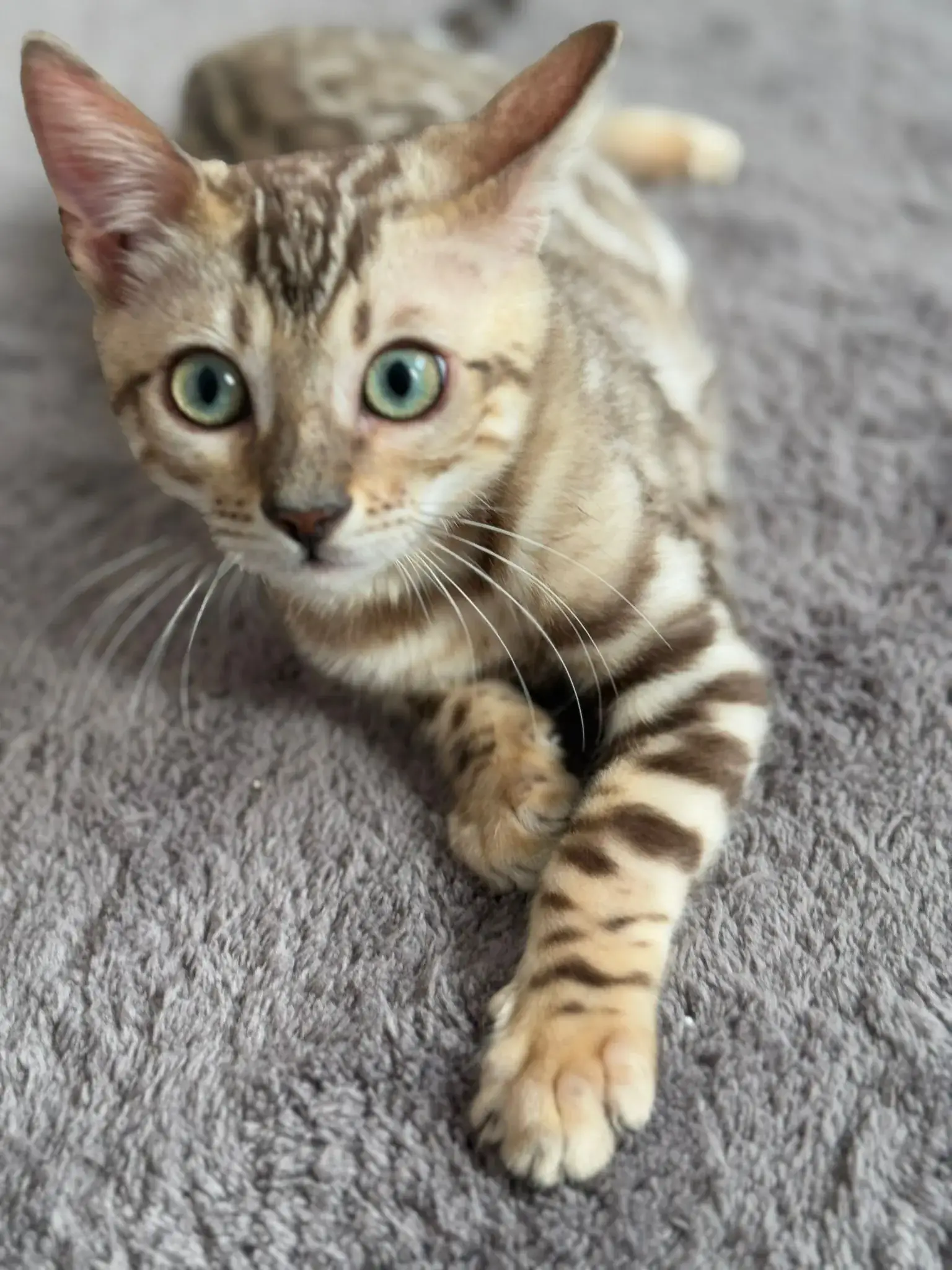 Junge braune Bengalkatze blickt aufmerksam nach oben