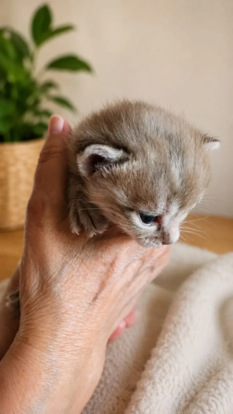 Bengalkitten liegt vertrauensvoll in der Hand seiner Züchterin