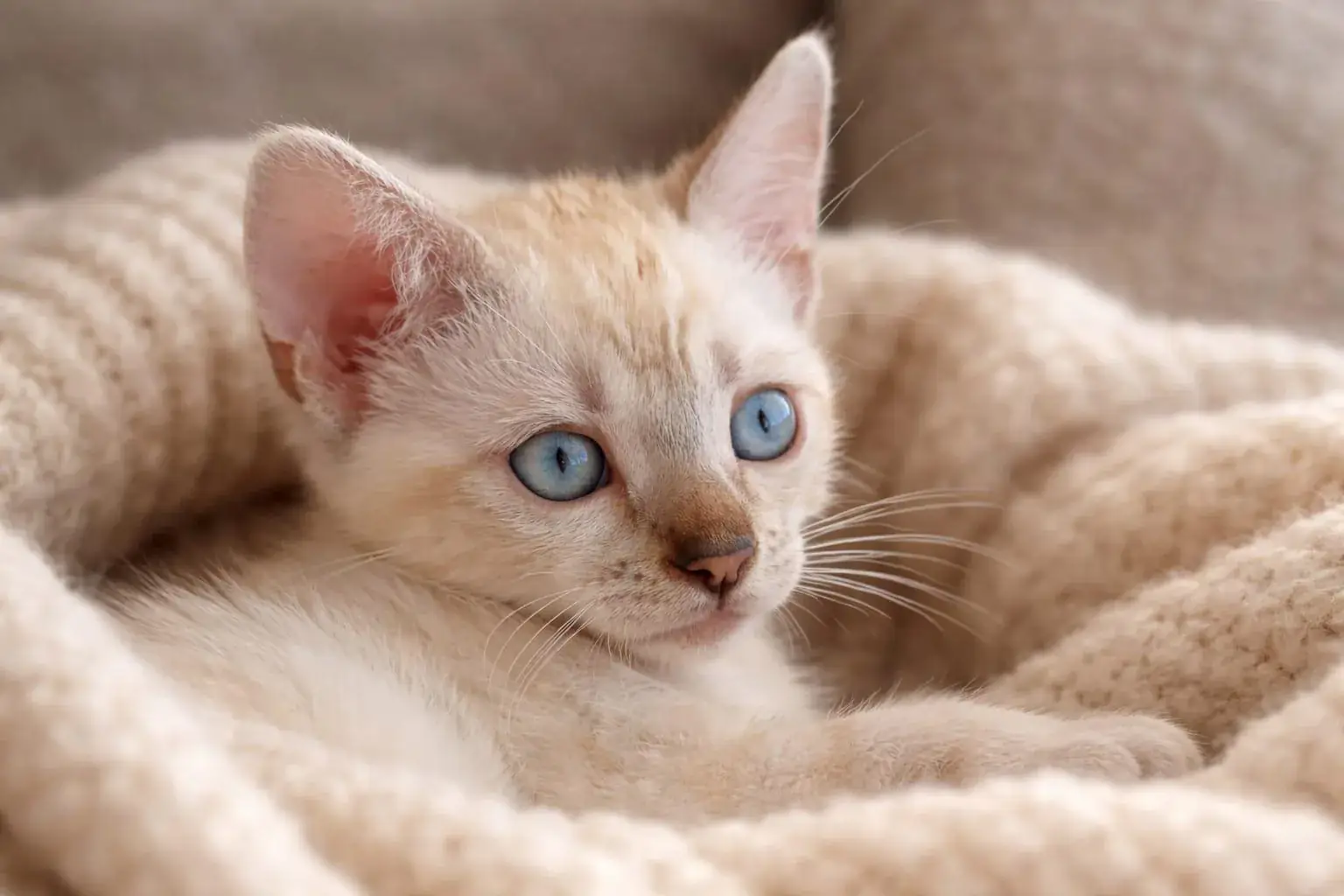 Snow-Bengalkitten mit intensiv blauen Augen liegt auf einer Decke