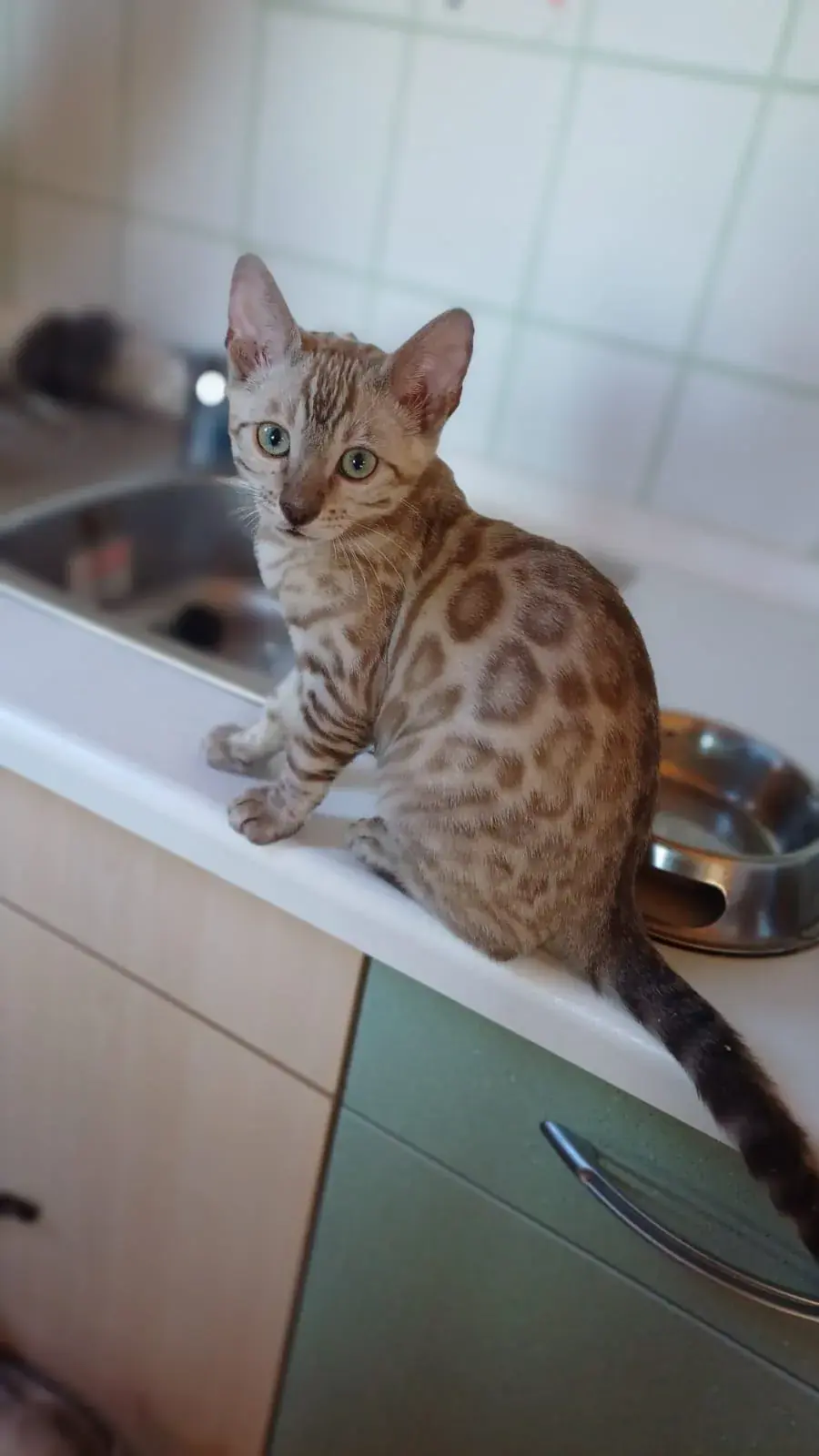 Bengalkatze sitzt aufmerksam am Fenster