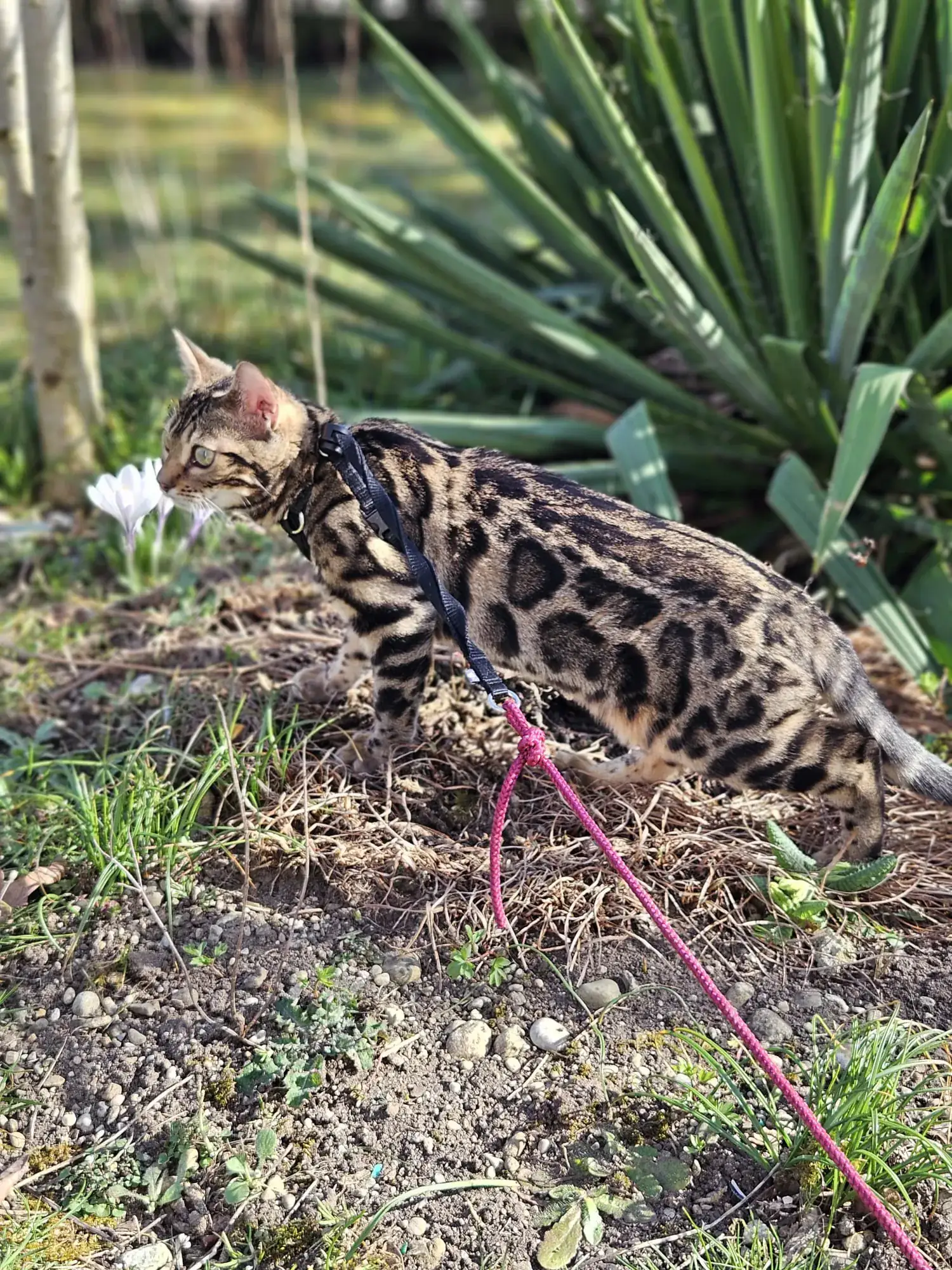 Bengalkatze trinkt neugierig aus einem laufenden Wasserhahn