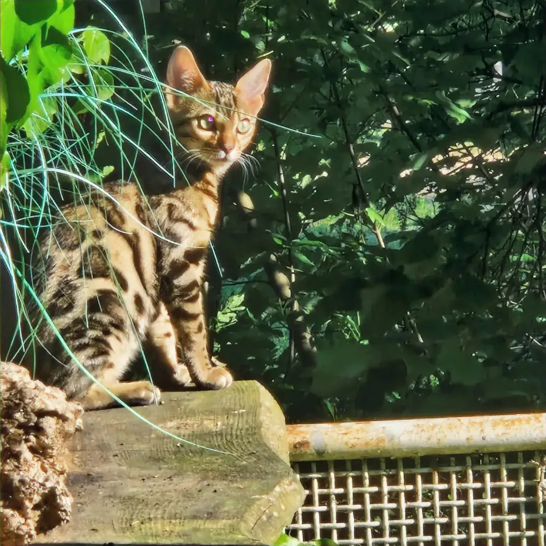 Braune Bengalkatze sitzt aufmerksam auf einem Stein im Garten
