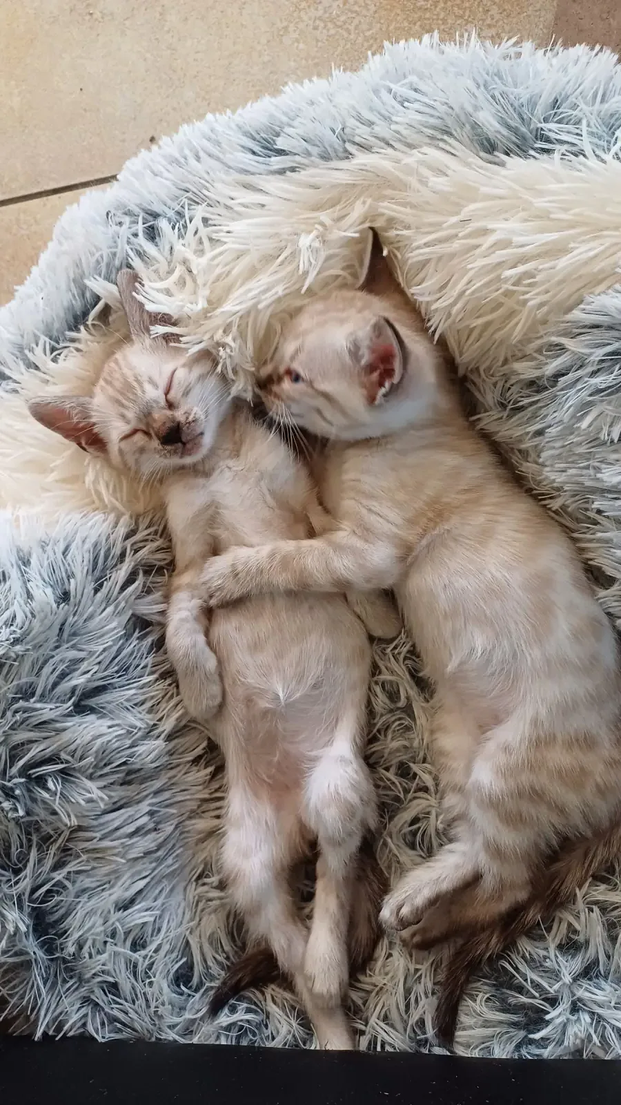 Bengalkätzin liegt mit ihren neugeborenen Kitten im Nest mitten im Wohnbereich