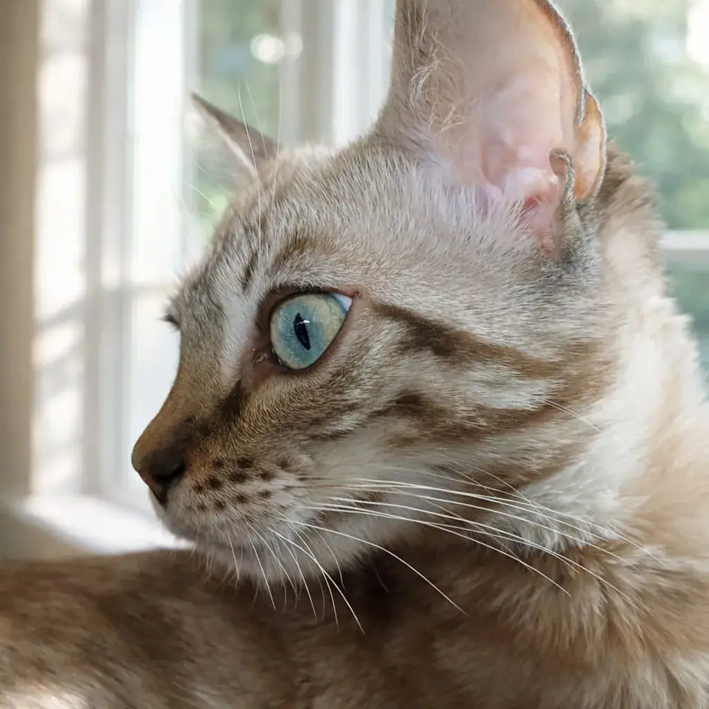 Makroaufnahme vom Kopf einer Bengalkatze mit klarer Fellzeichnung