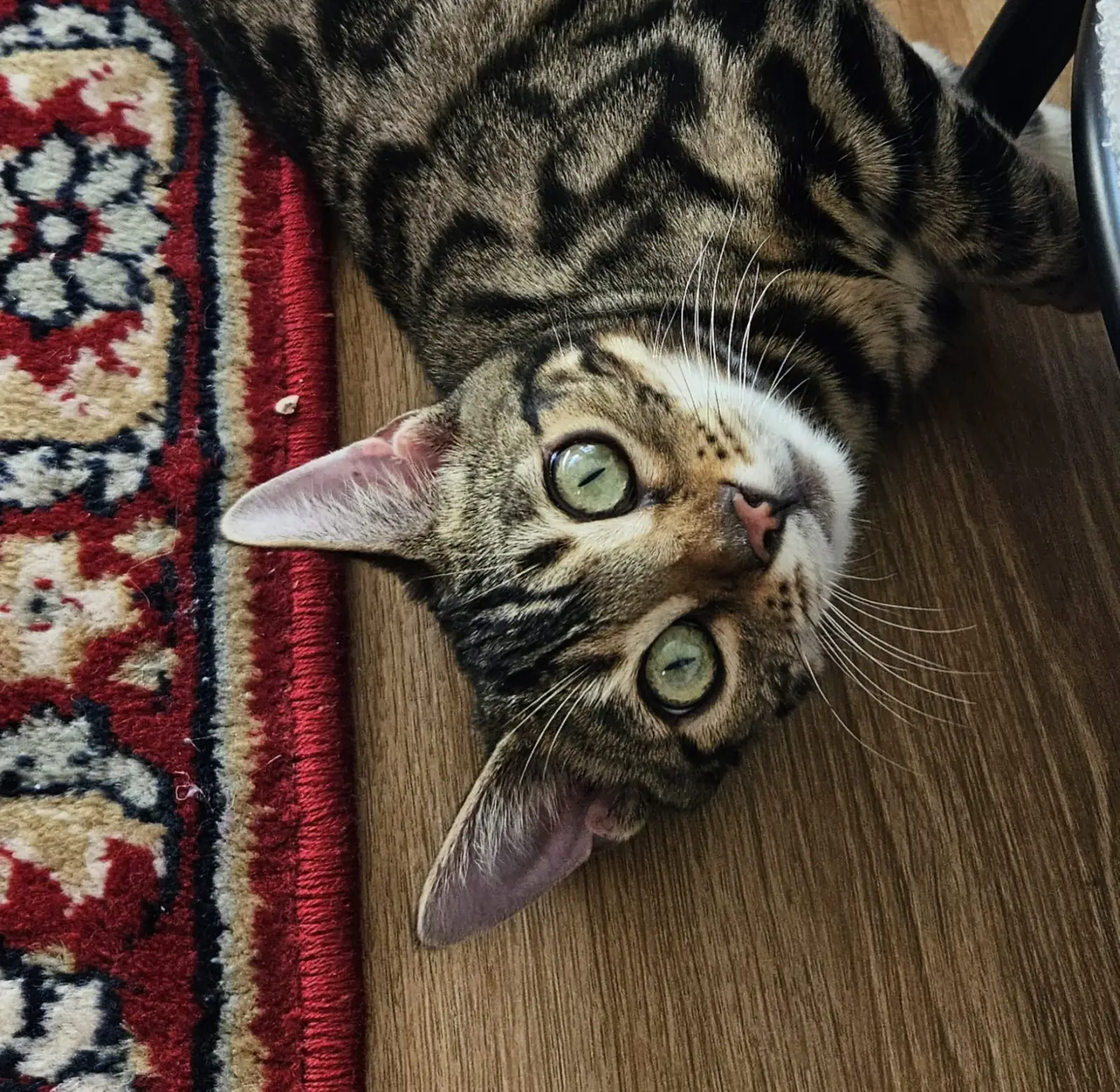 Bengalkatze spielt ausgelassen auf einem Teppich