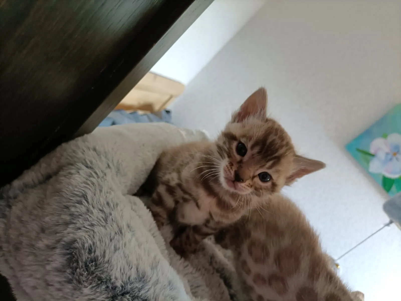 Zwei braun gefleckte Bengal-Kitten sitzen auf einer Kratzbaum-Ebene