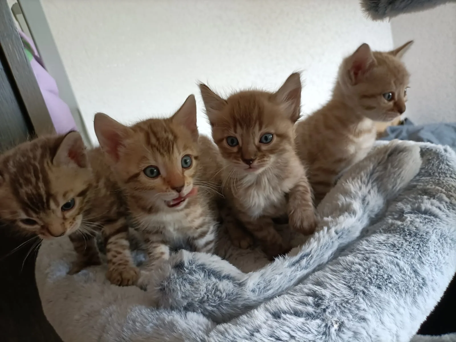 Vier Bengal-Kitten aus dem aktuellen Wurf sitzen aufmerksam in ihrem grauen Kuschelnest