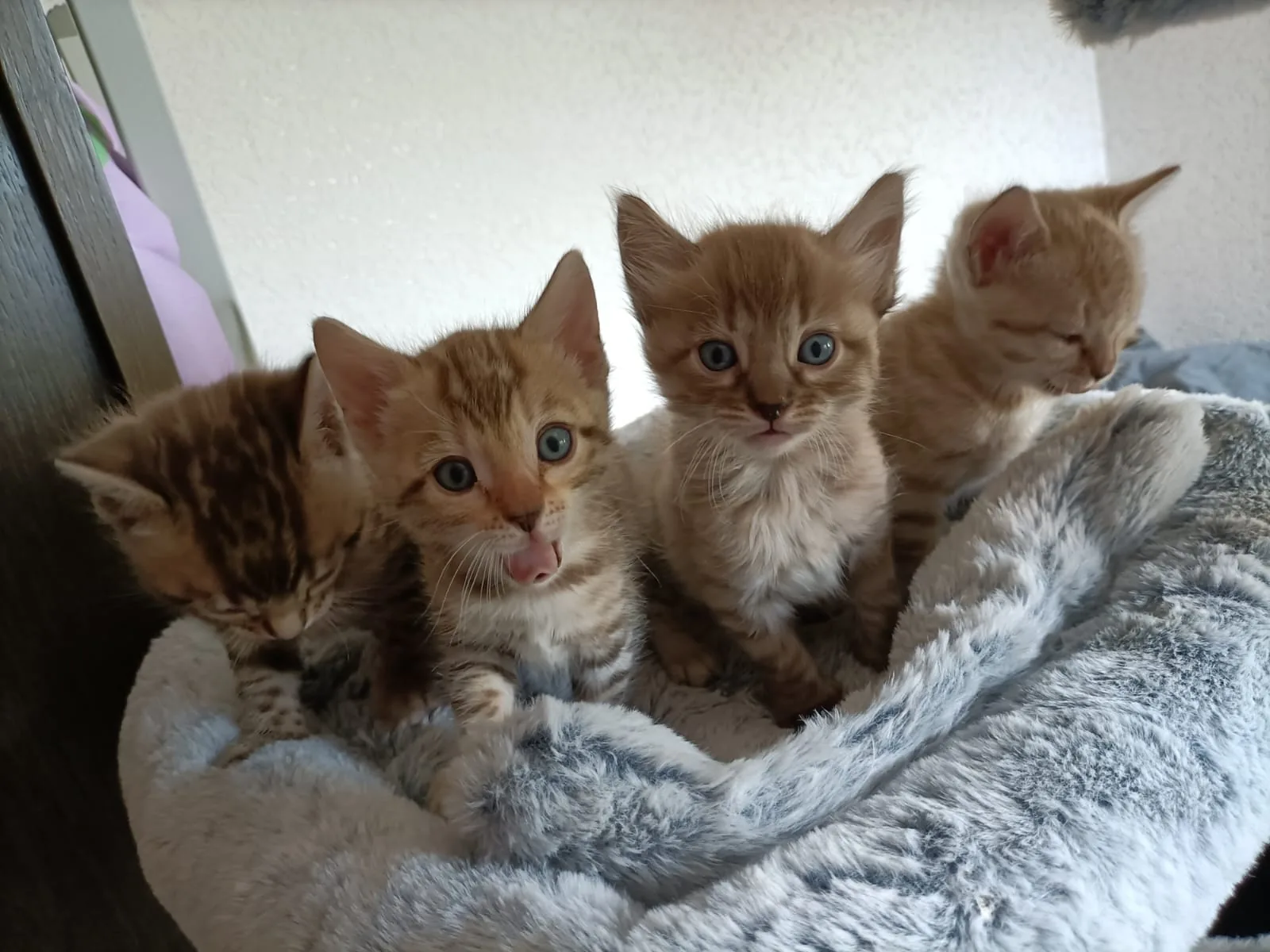 Vier Bengal-Kitten drängen sich schmusend in ihrem Nest zusammen