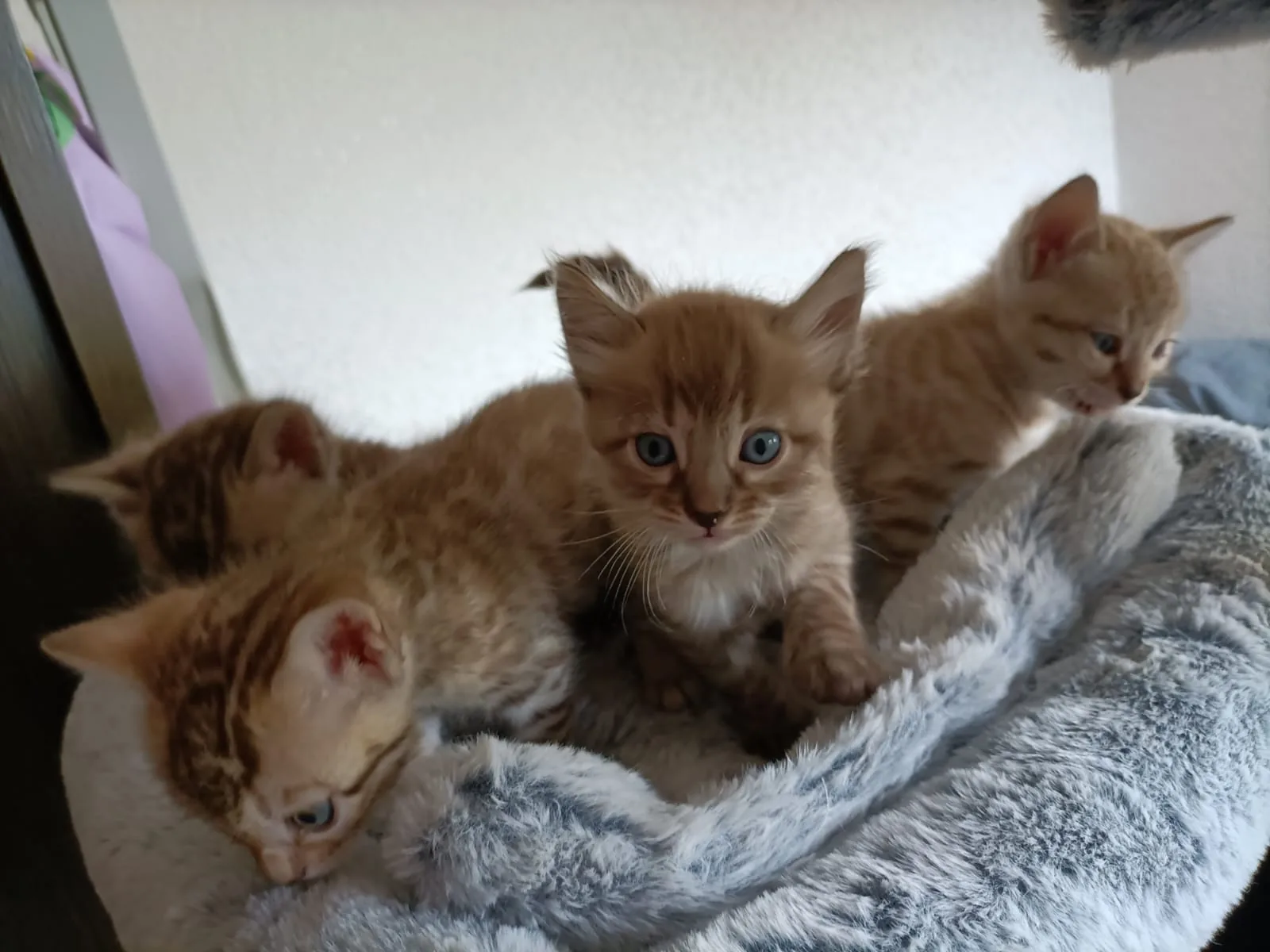 Bengal-Kitten klettern neugierig über den Rand ihres Kuschelnestes am Kratzbaum