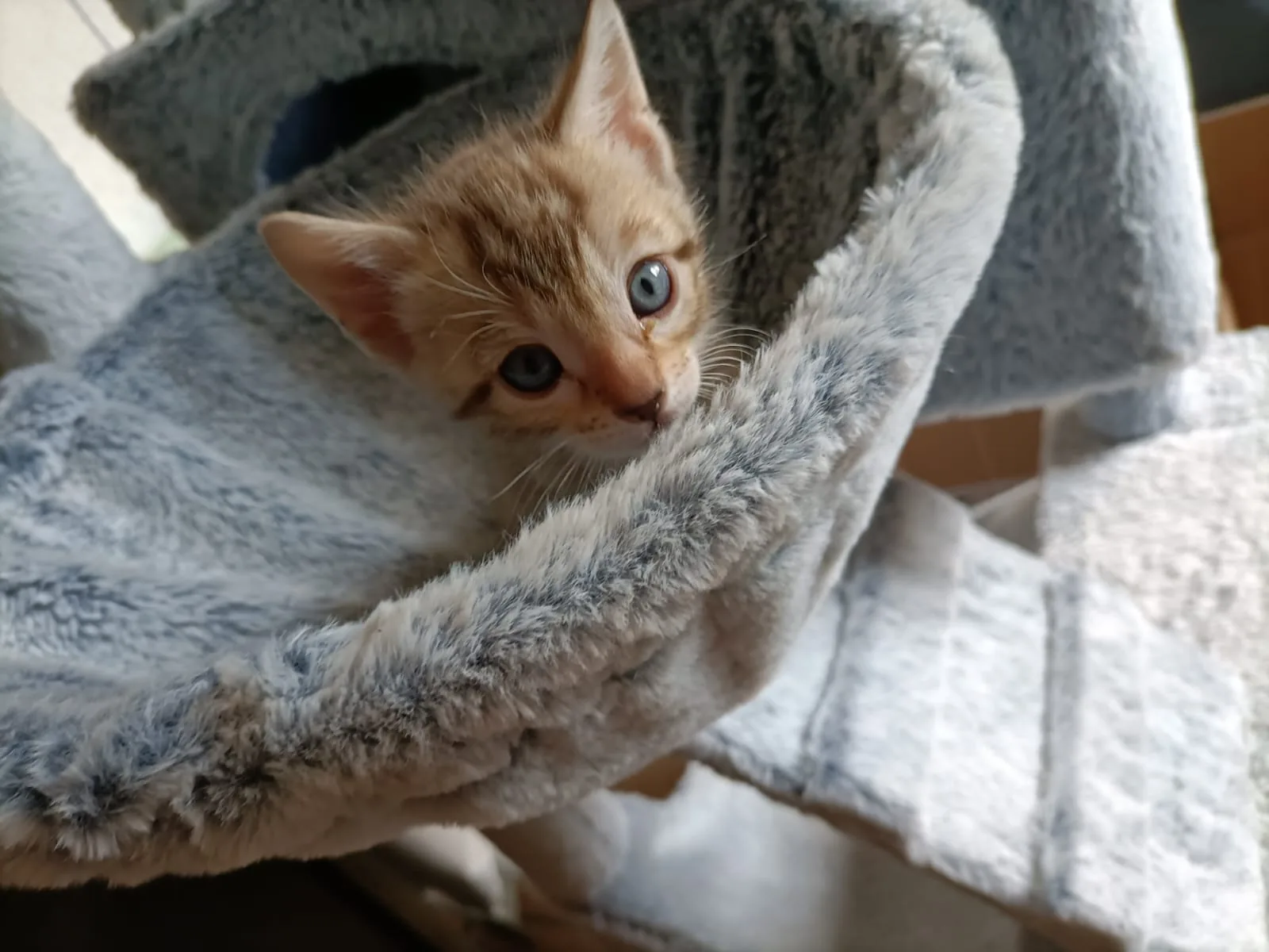 Ein braunes Bengal-Kitten lugt mit großen Augen über die Kante seiner Kuschelhöhle