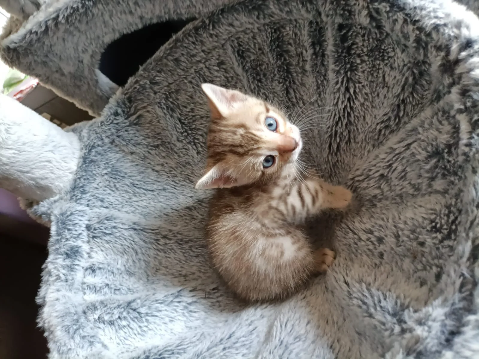 Helles Snow-Bengal-Kitten liegt entspannt auf dem Rücken in seinem weichen Nest