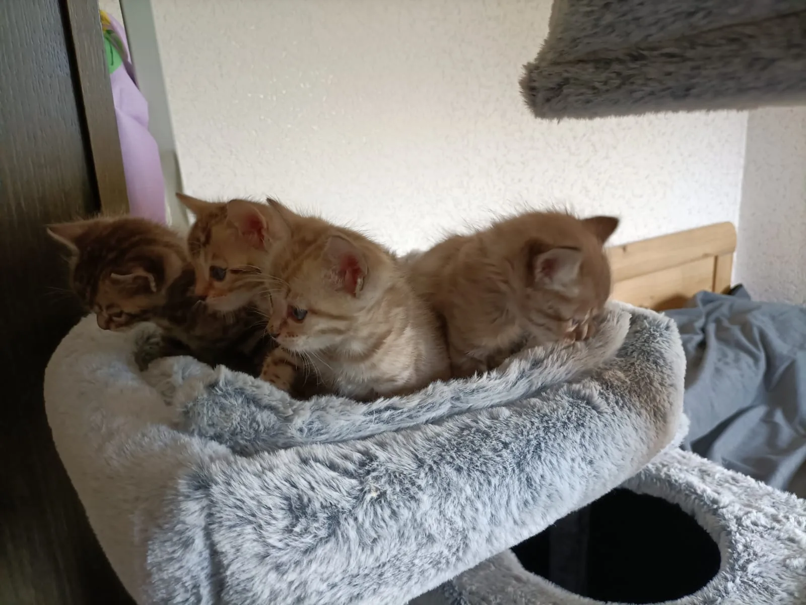 Vier Bengal-Kitten liegen in einer Reihe in der Kuschelhöhle ihres Kratzbaums
