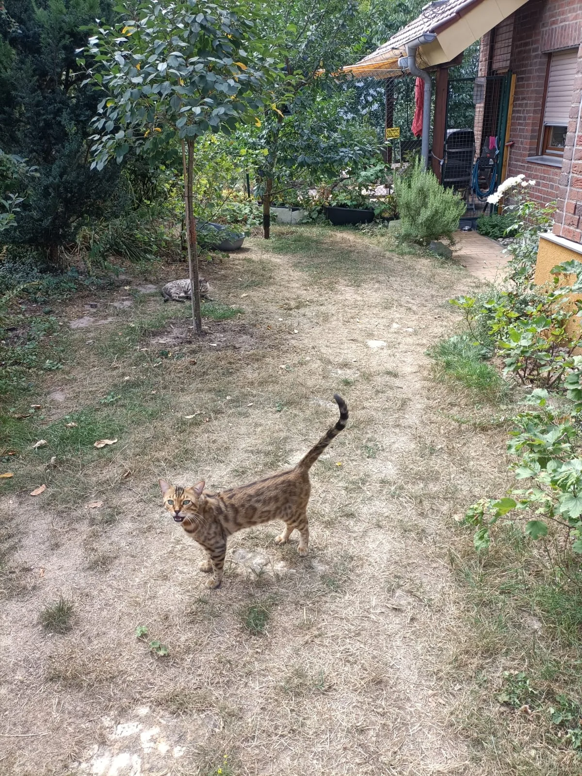 Brown Bengalkatze mit erhobenem Schwanz im gesicherten Garten